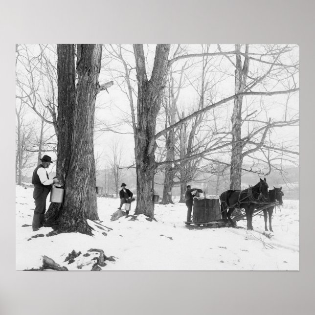 Poster Camp de sucre de l'érable du Vermont, 1906. Photo  (Devant)