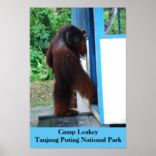 Poster Camp Leakey Tanjung Putting Parc National Borneo