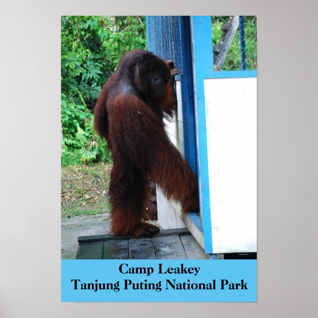 Poster Camp Leakey Tanjung Putting Parc National Borneo (Devant)