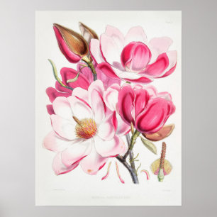 Poster Campbells d'art botanique vintage Magnolia Fitch
