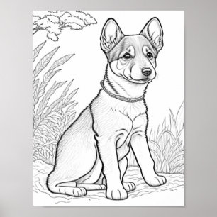 Poster Canaan Dog Adult Coloration