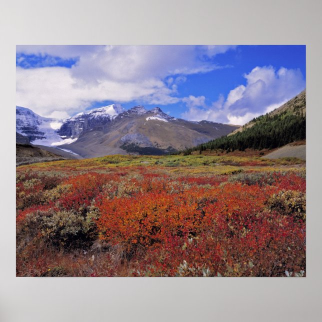 Poster Canada, Alberta, Parc national de Banff. Les airel (Devant)
