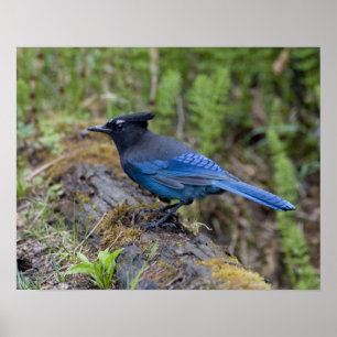 Poster Canada : Colombie-Britannique, parc national Yoho,