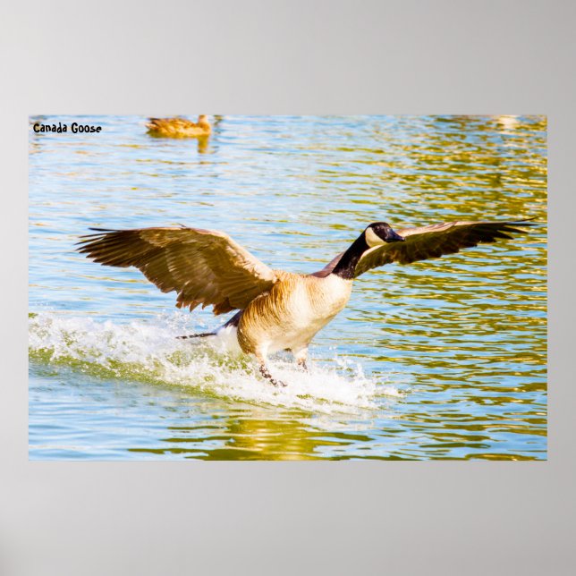 Poster Canada Goose (Devant)