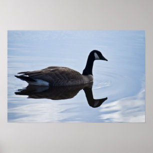 Poster Canada Goose