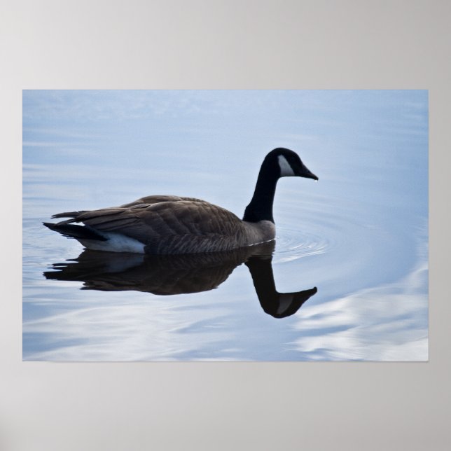 Poster Canada Goose (Devant)