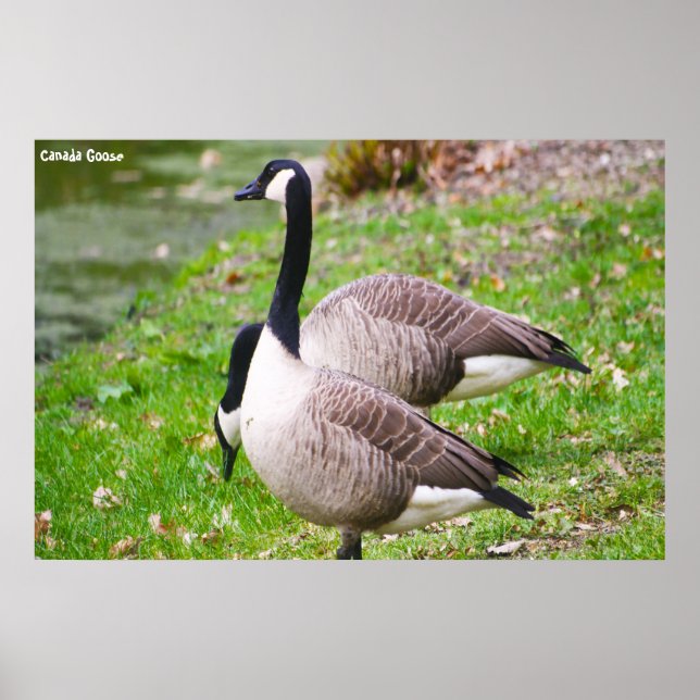 Poster Canada Goose (Devant)
