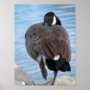 Poster Canada Goose
