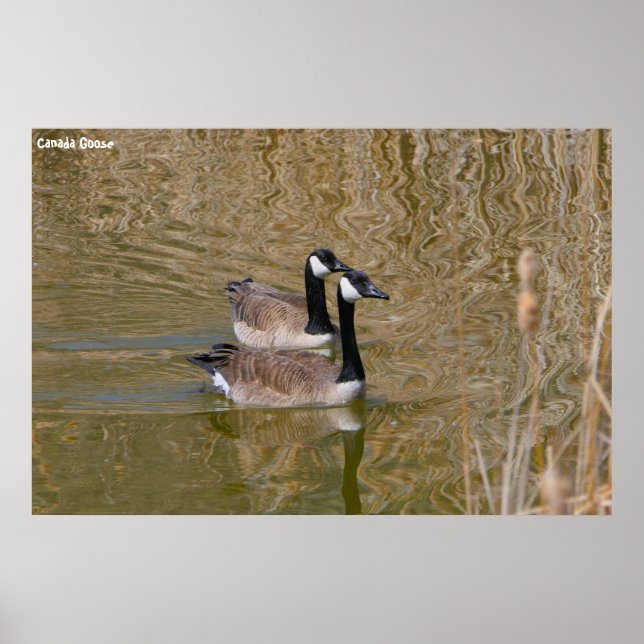 Poster Canada Goose (Devant)