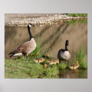 Poster Canada Goose Family 2 Faune