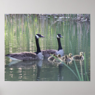 Poster Canada Goose Family 3 Faune