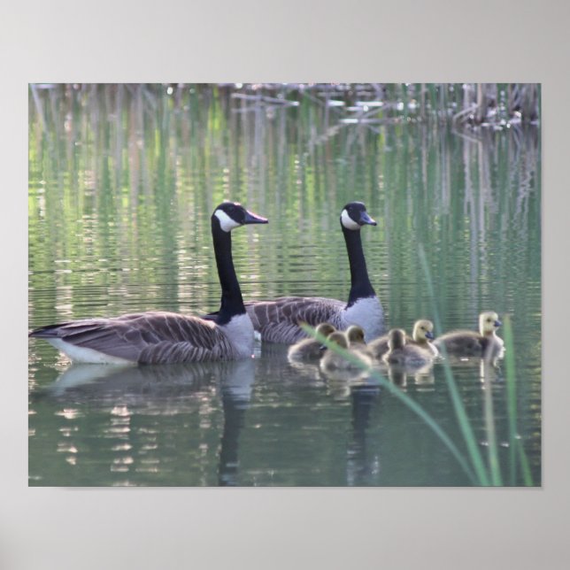 Poster Canada Goose Family 3 Faune (Devant)
