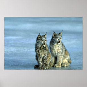 Poster Canada lynx, hiver, paire par ruisseau glacé