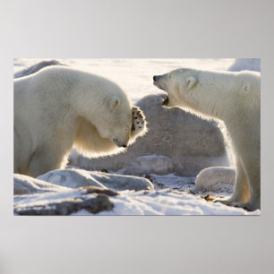 Poster Canada, Manitoba, Baie d'Hudson, Churchill. Deux