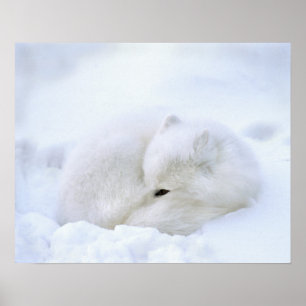 Poster Canada, Manitoba, Churchill. Renard Arctique