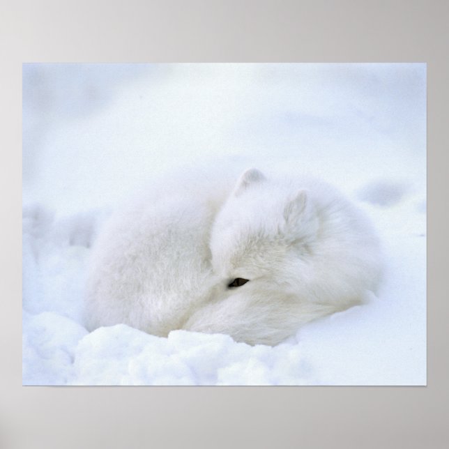 Poster Canada, Manitoba, Churchill. Renard arctique avec (Devant)