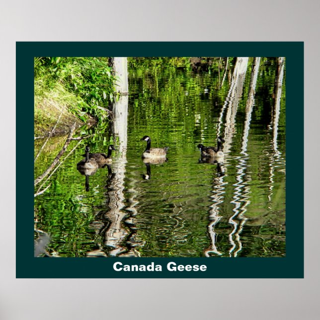 Poster (Canada) Oie verte (Devant)