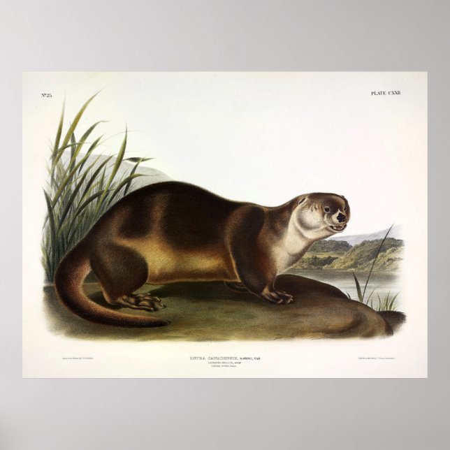 Poster Canada Otter, North American River Otter - Audubon (Devant)