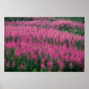 Poster Canada, Québec, Gaspé. Fleurs de Lythrum pourpre,