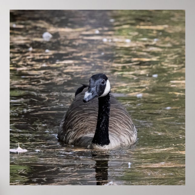 Poster Canadian Goose in Serene (Devant)