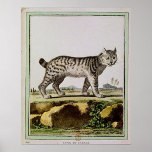 Poster Canadien Lynx