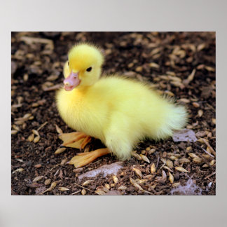 Poster Canard