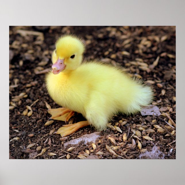 Poster Canard (Devant)