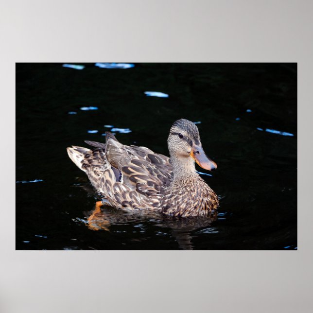 Poster Canard (Devant)