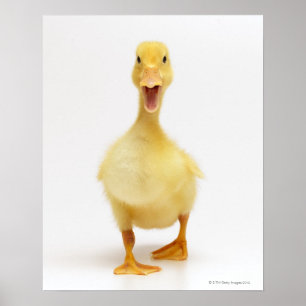 Poster Canard