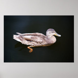 Poster Canard 907b