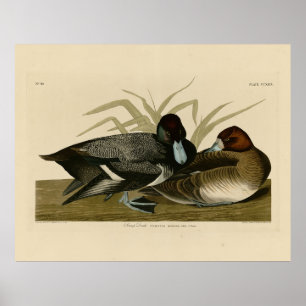 Poster Canard à bec (Petite écorce) Audubon Birds of Amer