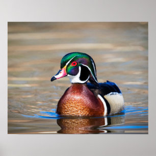Poster Canard à bois dans un étang