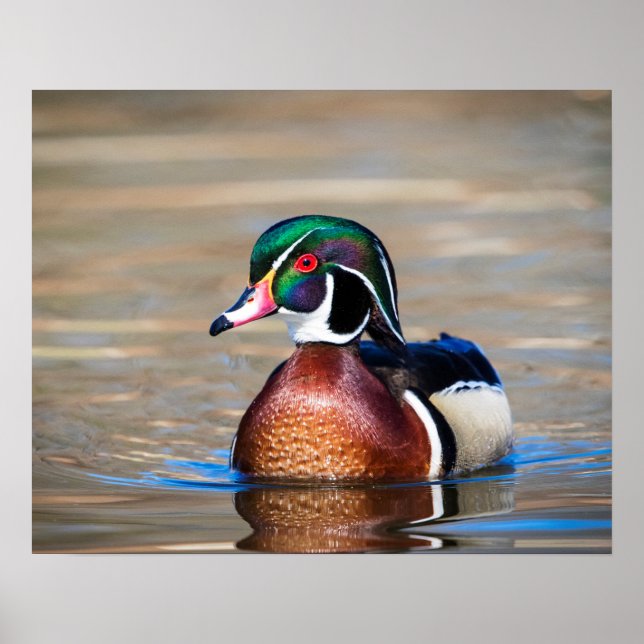 Poster Canard à bois dans un étang (Devant)