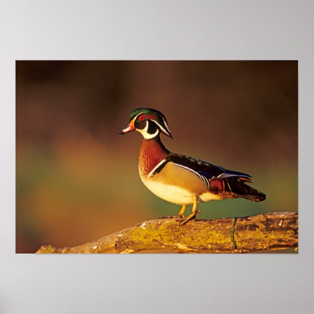 Poster Canard à bois mâle, Illinois (Devant)