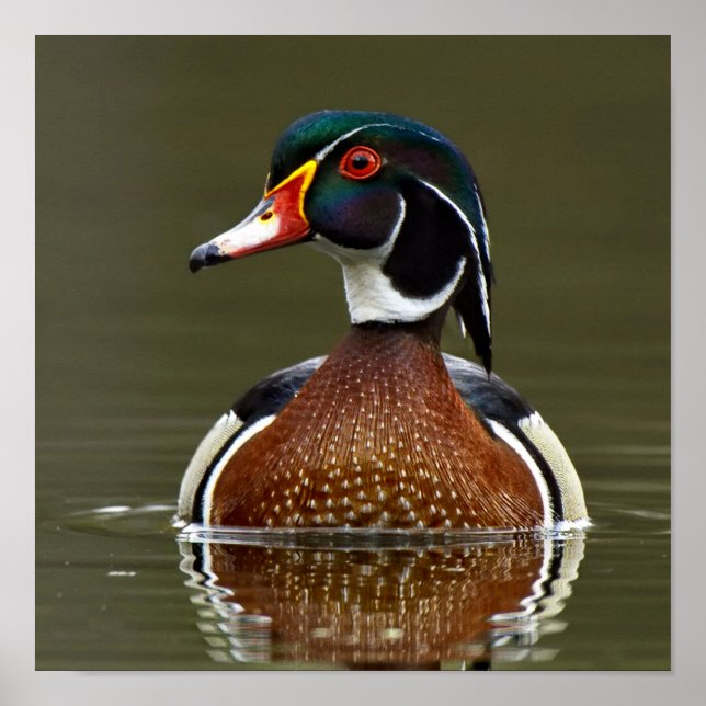 Poster Canard à bois sur l'eau (Devant)