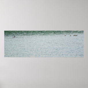 Poster Canard à col rond