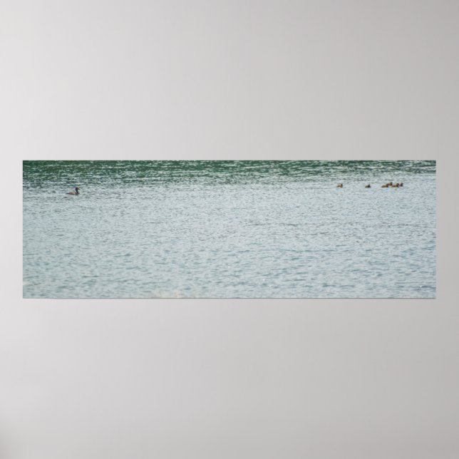 Poster Canard à col rond (Devant)