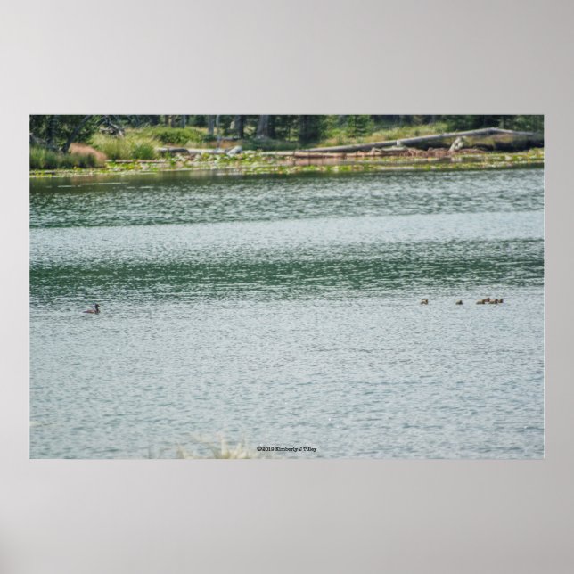Poster Canard à col rond (Devant)