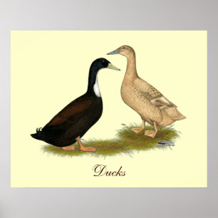 Poster Canard à couchage hybride
