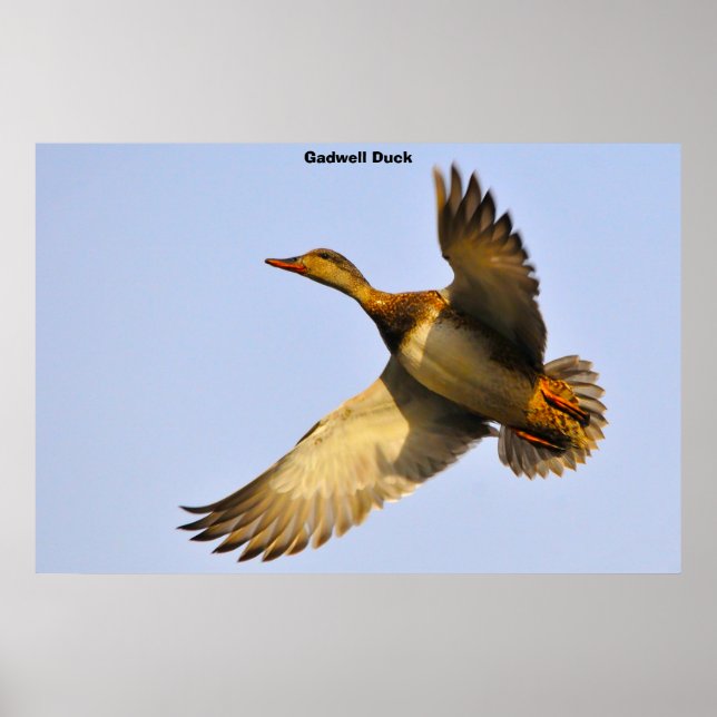 Poster Canard à dos cannelle (Devant)