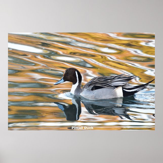Poster Canard à intail (Devant)