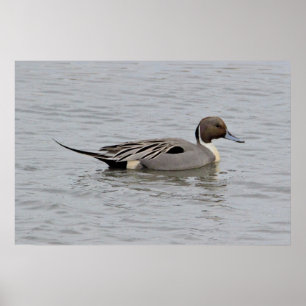 Poster Canard à intail du Nord Photo