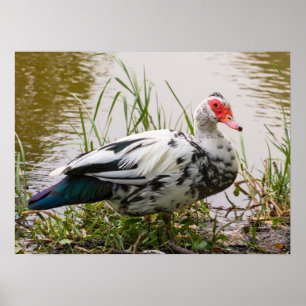 Poster Canard à muscovy