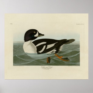 Poster Canard à oeil d'or des oiseaux d'Amérique d'Audubo