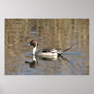 Poster Canard À Pintail Nage Dans Un Étang