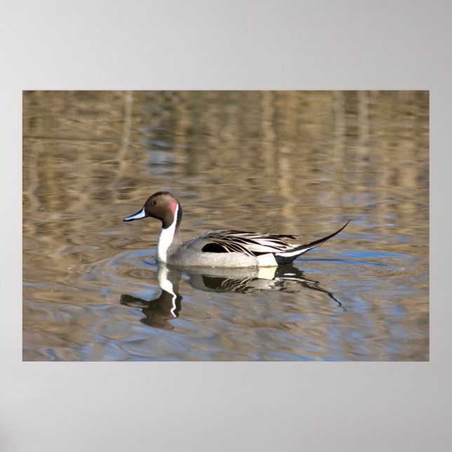 Poster Canard À Pintail Nage Dans Un Étang (Devant)