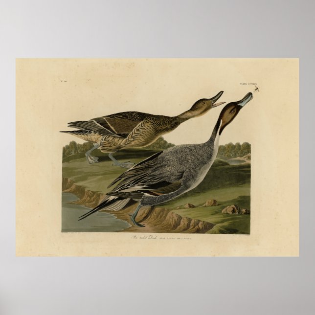 Poster Canard à queue épaisse - Audubon's Birds of Americ (Devant)