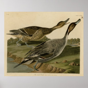 Poster Canard à queue épinglée