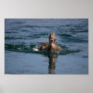 Poster Canard avec bec ouvert