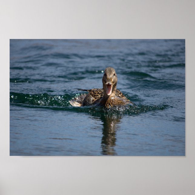 Poster Canard avec bec ouvert (Devant)